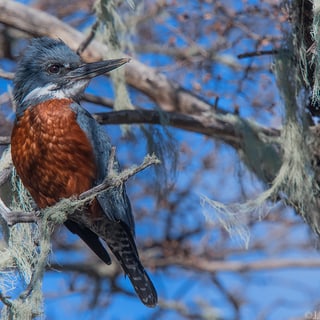Ringed Kingfisher perched among bare branches
