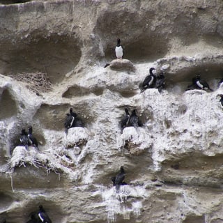 Rock Cormorants nesting on ledges of a pale cliff