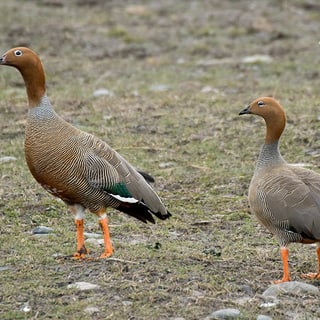 Two Ruddy-headed Geese standing together in short grass