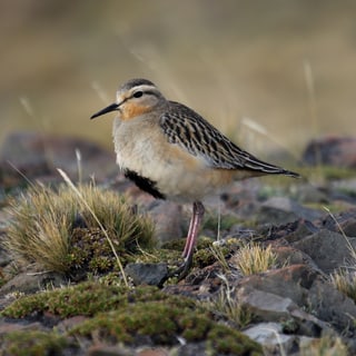 Rufous-chested Dotterel standing among stones and grass
