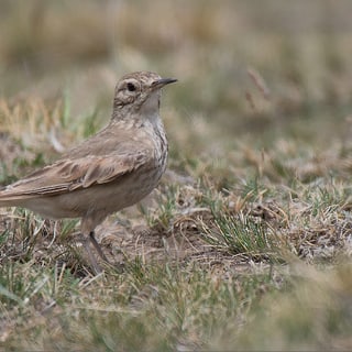 Sharp-billed Miner standing on open grassland