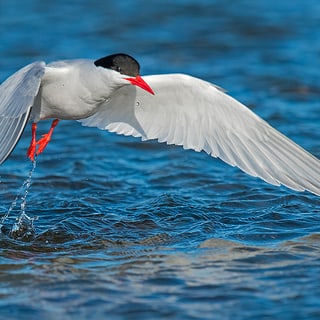 South American Tern flying just above blue water