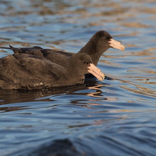 Southern Giant Petrels floating side by side
