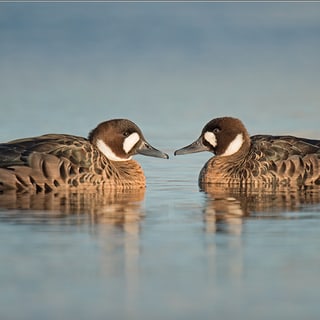 Two Spectacled Ducks facing each other on calm water