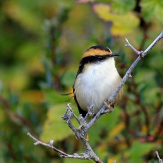 Thorn-tailed Rayadito perched on a thin branch among leaves