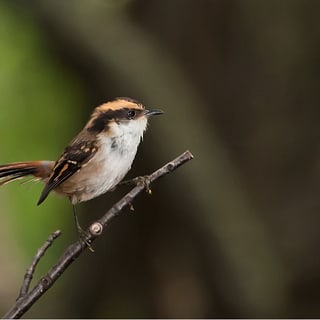 Thorn-tailed Rayadito perched on a bare twig with its long tail visible