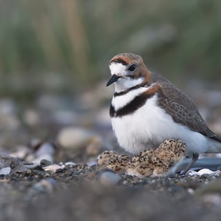 Two-banded Plover resting among pebbles