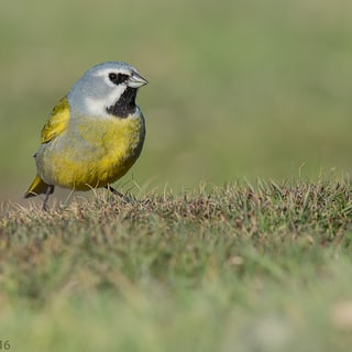 White-bridled Finch with yellow plumage standing on short grass