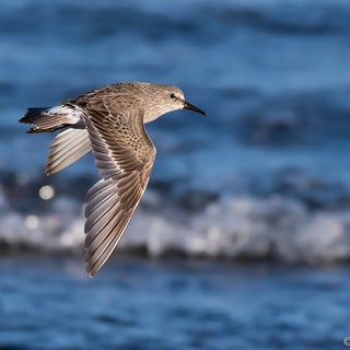 White-rumped Sandpiper flying above the shoreline