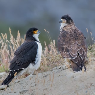 Two White-throated Caracaras standing together on a rocky slope
