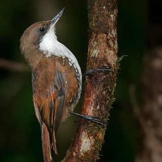 White-throated Treerunner clinging to a tree trunk