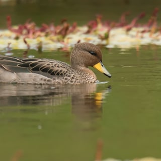 Yellow-billed Pintail swimming beside the bank